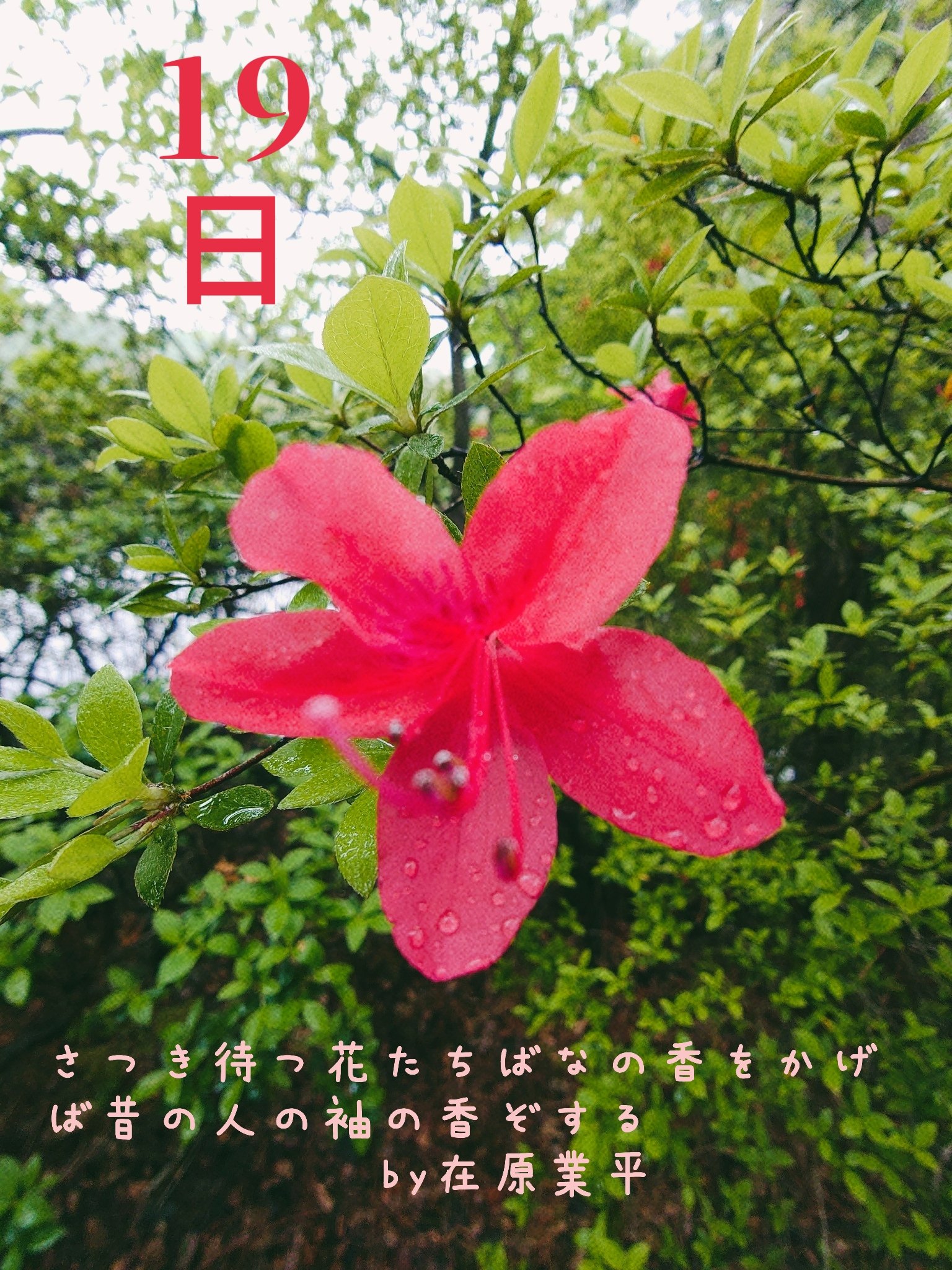 5月19日誕生花 Twitter Search Twitter