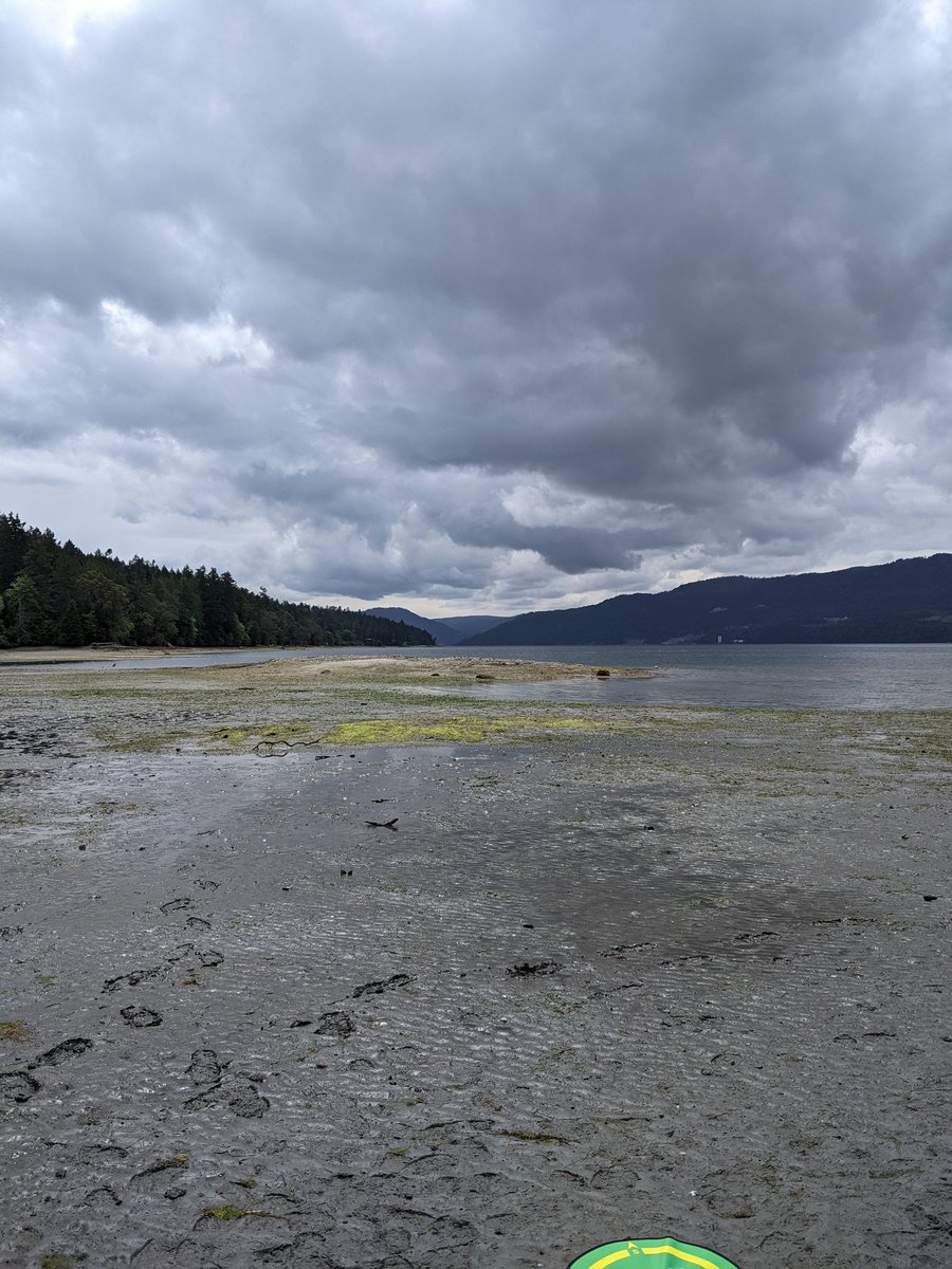 clyde_georgia's tweet photo. Got our eelgrass mapping done yesterday just before the wind storm hit! 💨🌊 Great day revisiting this site w/ the team from @malahatnation, thank you for having us! Data will be used for eelgrass mapping and assessing intertidal critters 🗺️ #drones #interidal #resarch #eelgrass https://t.co/v0izvvDByu