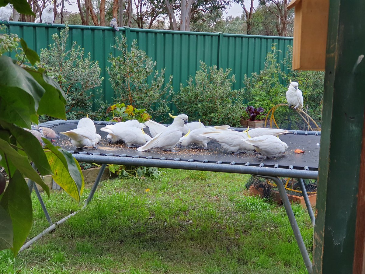 mgdelamoreira's tweet photo. Good morning from the Ngunnawal Country! Breakfast is served. Enjoy your day! 🌹❤️ #Canberra #morning #goodmorning #beautiful #nature #birds #Cockies #Australia https://t.co/4wG86jjl6D