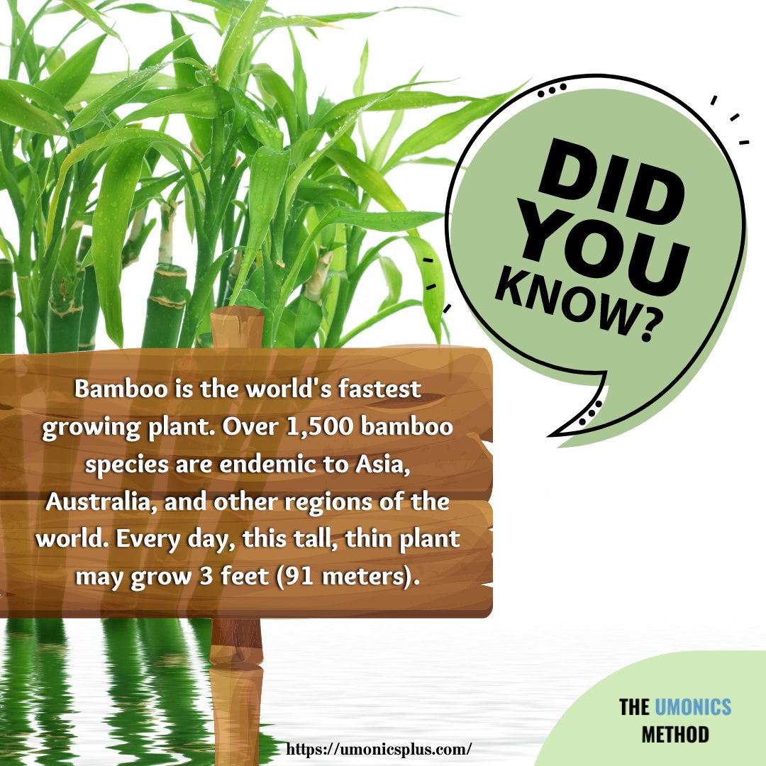 umonics's tweet photo. Bamboo is the world’s fastest-growing plant, and it releases 35% more oxygen than hardwood forests of equivalent sizes.

Stay tuned as our students showcase all the plant parts with ease and confidence!

Website link: https://t.co/cotLwKk06q

#PartsofPlants #bamboo https://t.co/PHL6iNO8Ty