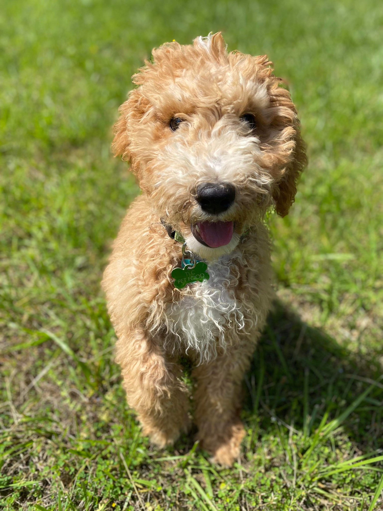 TLC Pet Food on Twitter "Smiles from a happy TLC puppy!😃🐶 DogMom