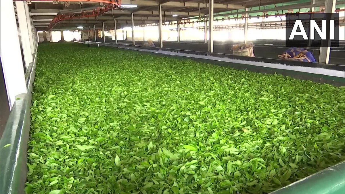 ANI's tweet photo. Siliguri, WB | Amid #SriLankaEconomicCrisis, their tea industry, one of their major businesses, got affected. Their export earlier hampered Indian market... but current crisis proved to be beneficial for our business: Kamal Kishore Tewari, Chairman, Siliguri Tea Auction Committee https://t.co/8dUZTX5Nai