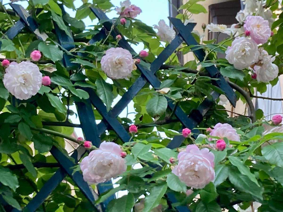 paokiti1959's tweet photo. 「スペクタビリス」
#spectabilis https://t.co/NDZUtHILvj