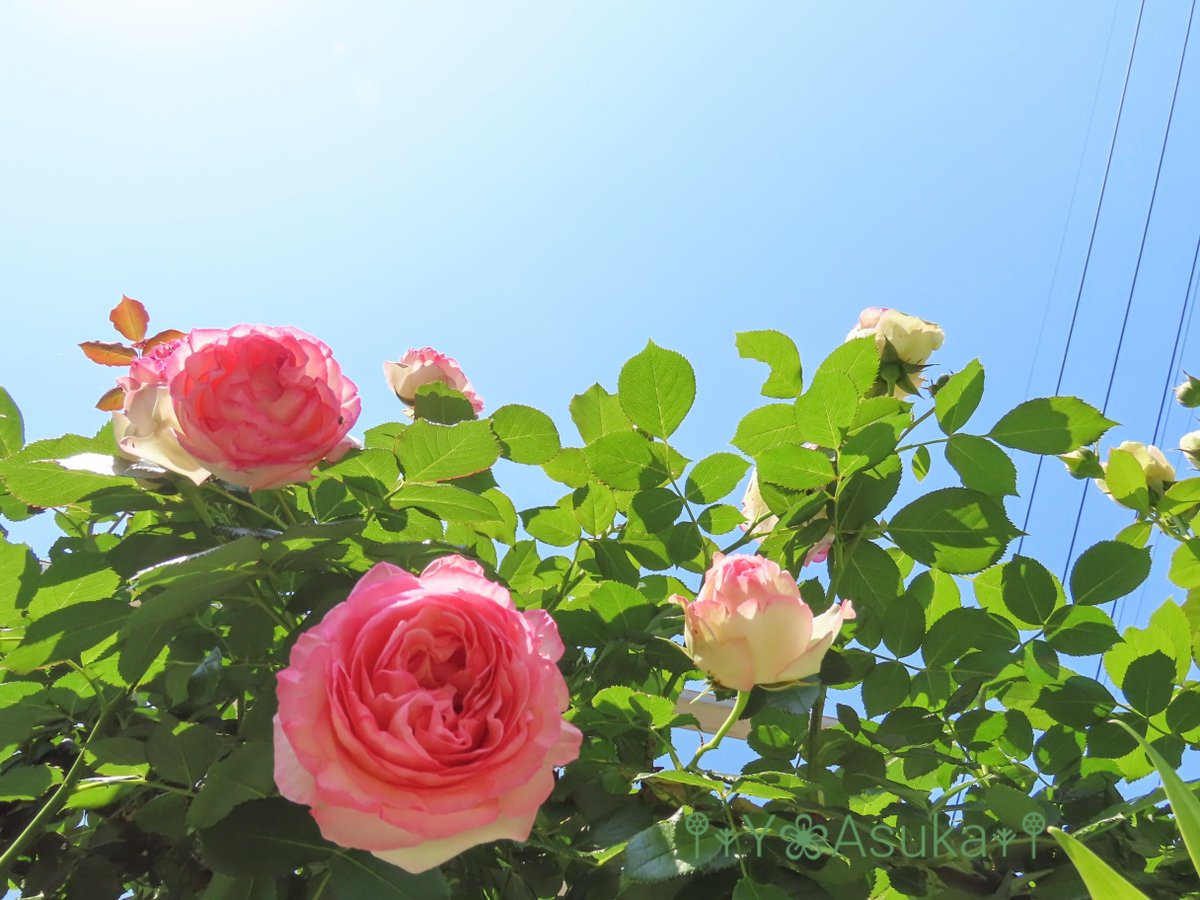 yumeasutw's tweet photo. お日様燦々☀️快晴の木曜日の朝💙
賑やかに咲き誇るピエ��ル🌹

予想最高/最低気温🌡️28℃/11℃
晴れ☀️
お洗濯日和👕👖午後は南風が吹き日向は汗ばむ陽気となりそうです。

#空の名前
#天気の図鑑 #雲友
#レイリー散乱
#ピエール・ド・ロンサール 🌹
#薔薇 #バラ #Rose
#庭花 #花
#a2022 #a0519 #a202205 https://t.co/aVIOypCvRz
