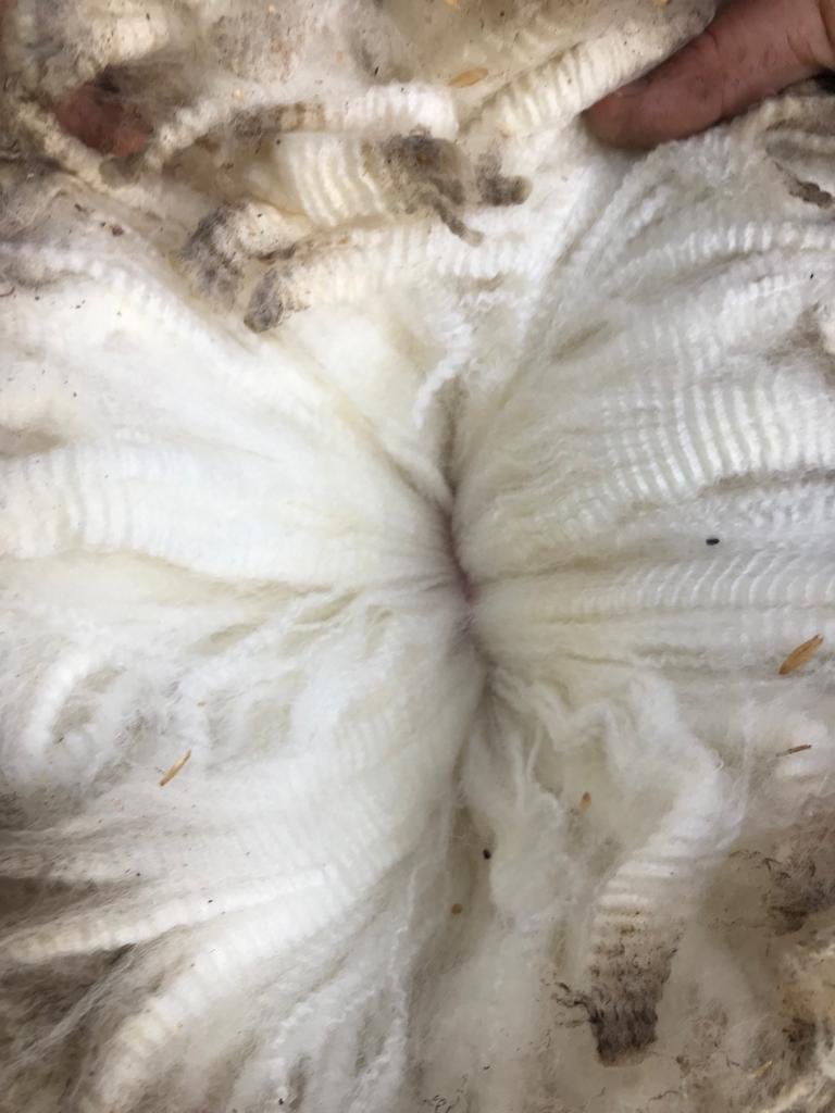 Gerardo Garcia Pintos tweet media