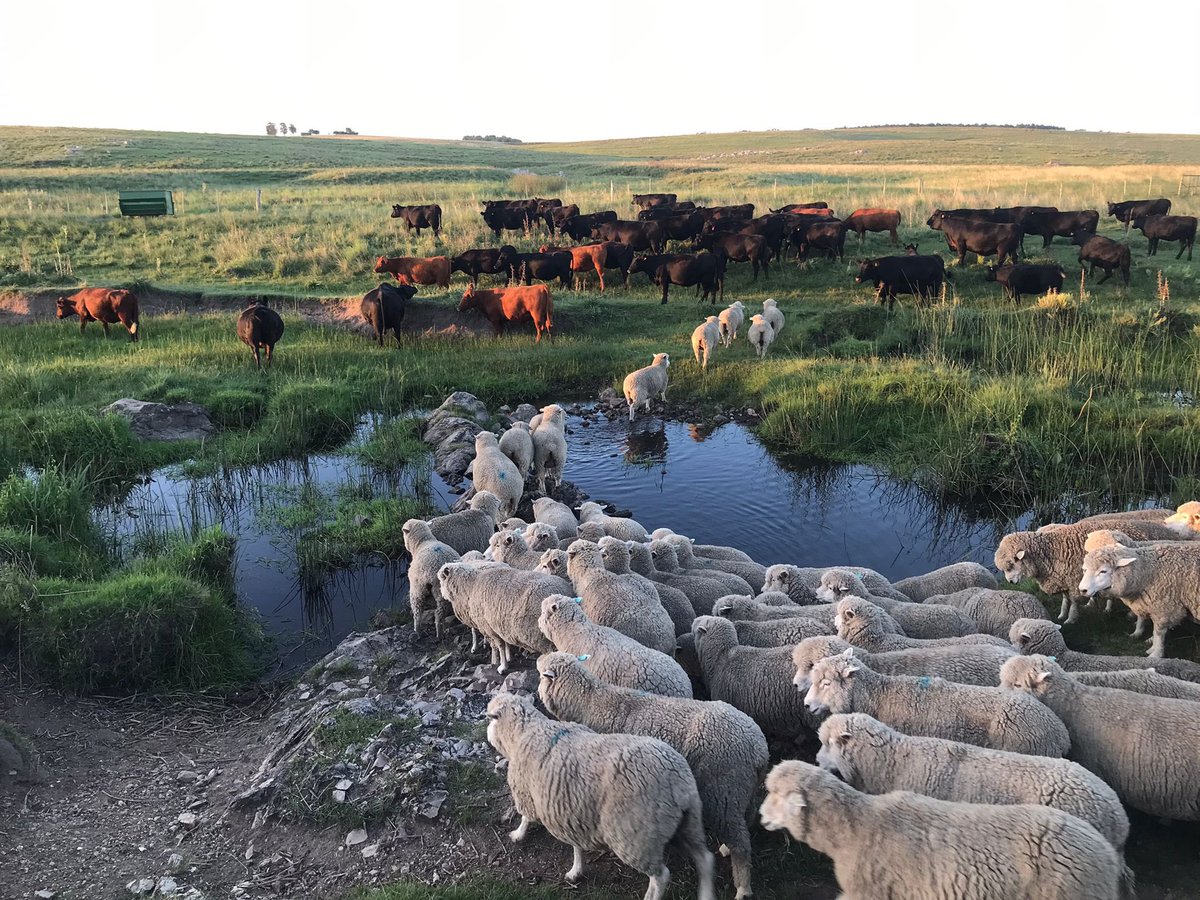 Gerardo Garcia Pintos tweet media