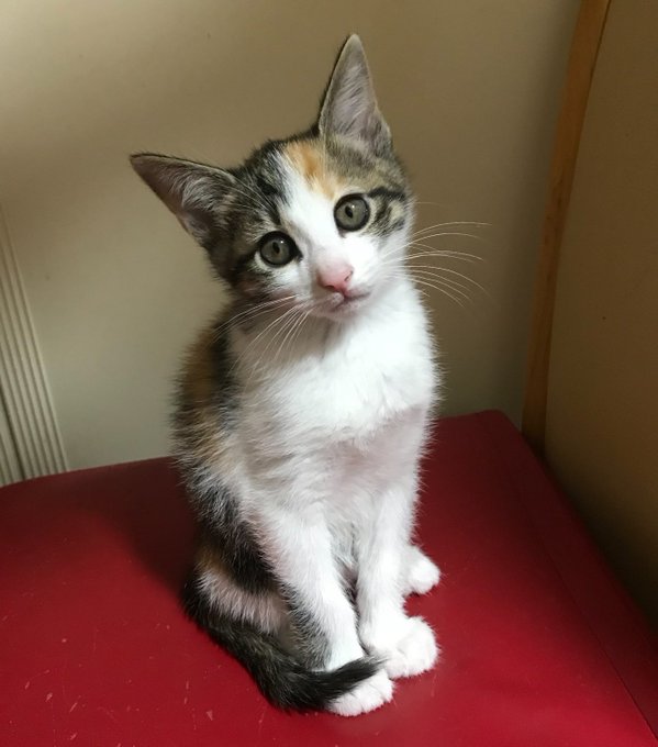 #私はここまで成長しました見た人も晒す 