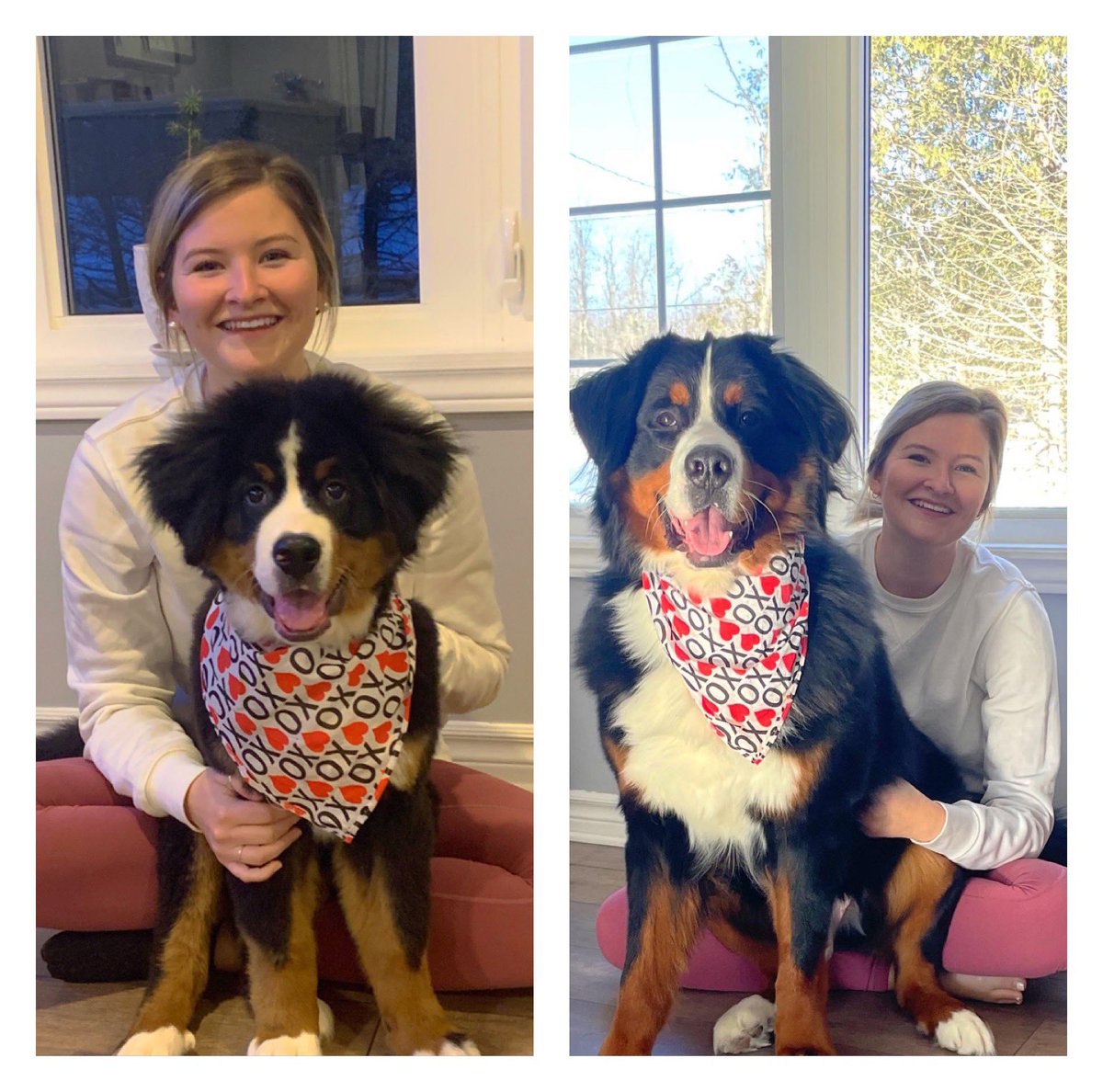 alexlabelle96's tweet photo. @cleoabram Duke at 4 months vs 16 months! https://t.co/TcubhIWlWg