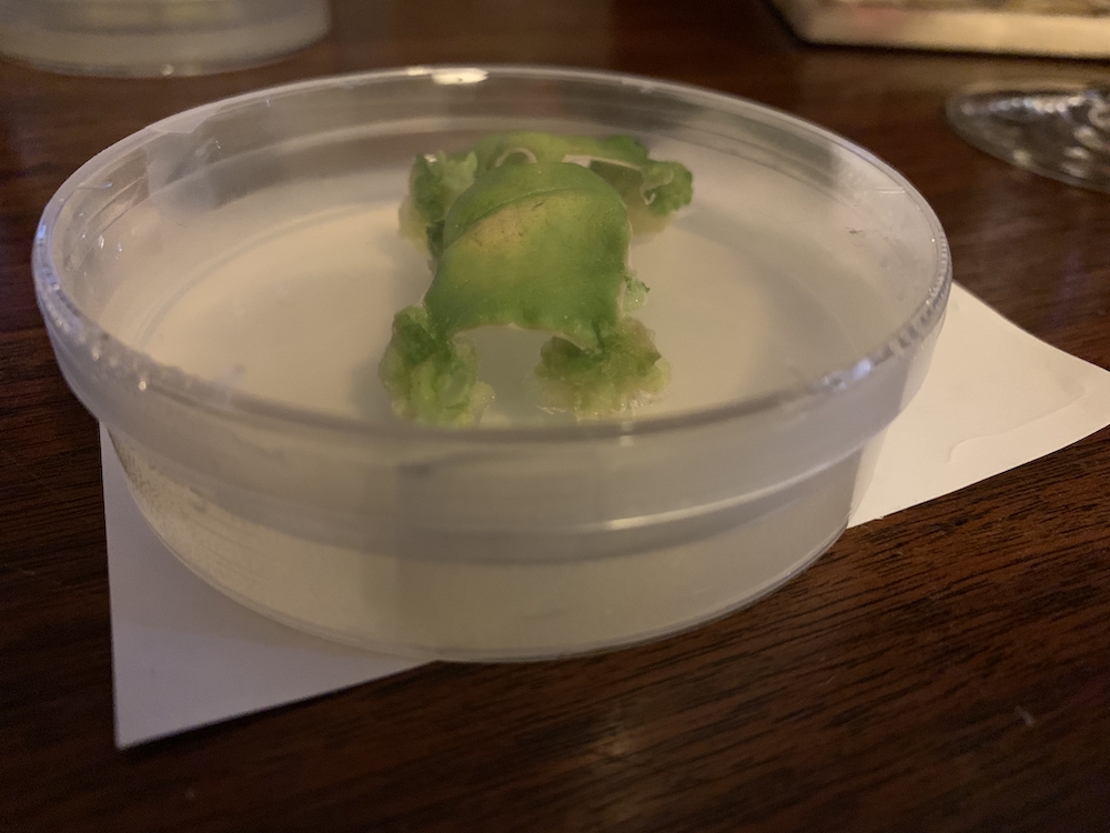 physicsdavid's tweet photo. Laser cut and then cultured/grown tobacco leaves from 2019 by request :) https://t.co/GvBWaA1IdB