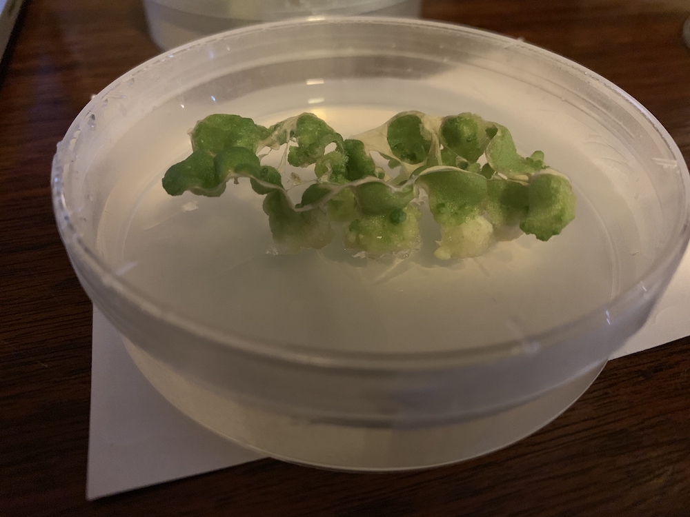 Laser cut and then cultured/grown tobacco leaves from 2019 by request :)