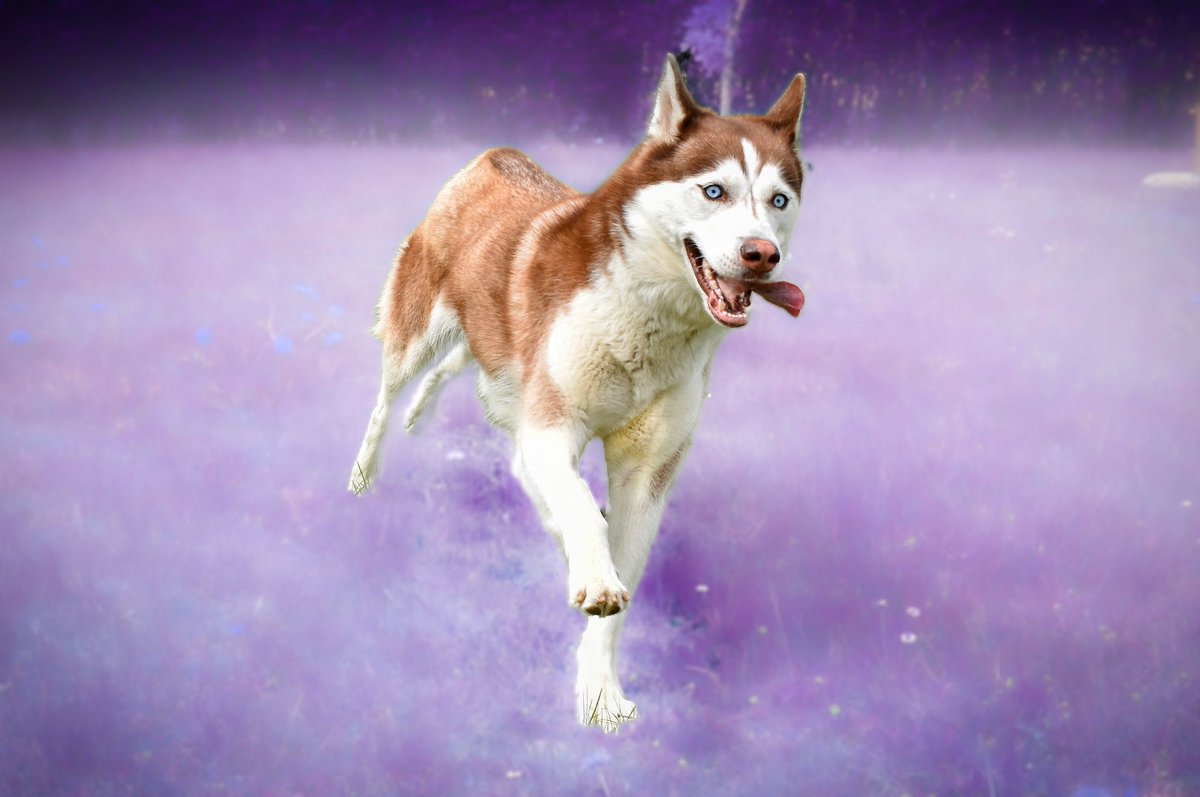 Doesn’t this just make tou Happy? 💜 

#DogsofTwittter #twitterdog #siberianhusky