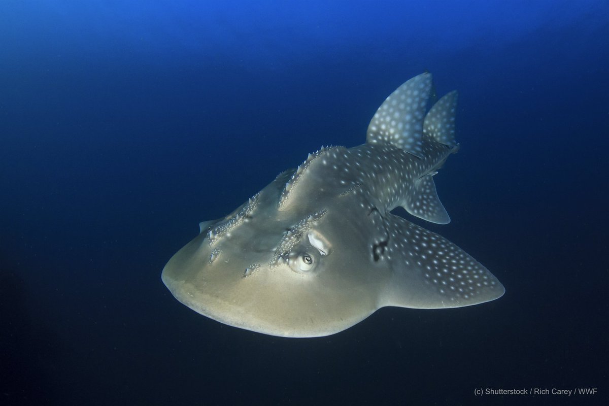 WWF Sharks 🦈 tweet media