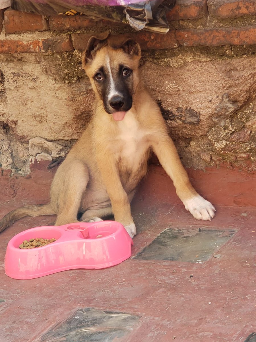 VIBRAmascotas's tweet photo. Amigos, esto no tiene fin :( lo malo es que no hay adopciones para perros talla mediana/grande 
A esta nena la rescataron hace poco , ya tiene su primer vacuna, tiene 3 meses aprox. Es muy linda 😊 habrá alguien que quiera adoptarla? https://t.co/Jmh4skk6S7