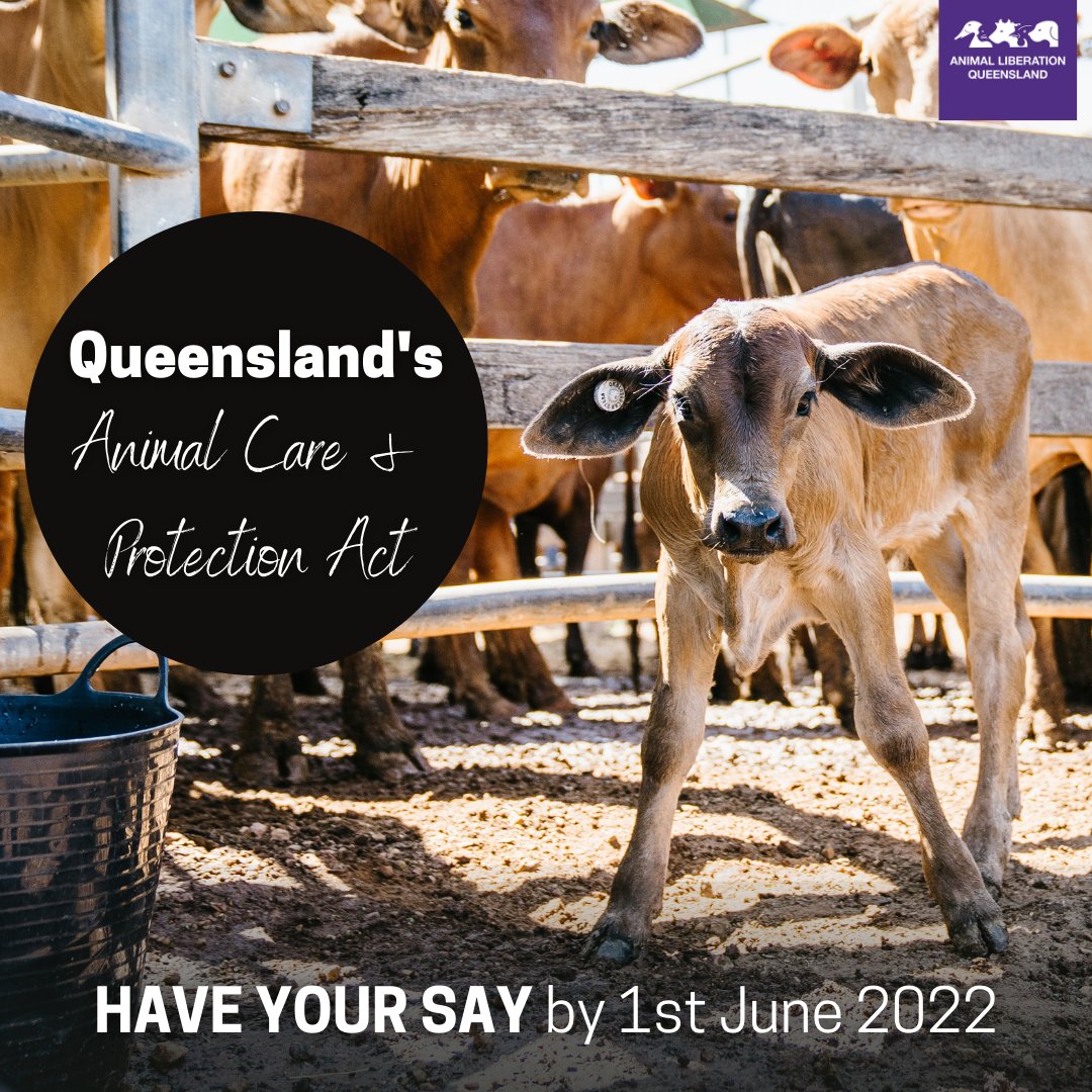 animalkind_aus's tweet photo. The Animal Care and Protection Amendment Bill 2022 is open for public submissions  until 1 June 2022. We encourage you to have your say on Queensland's animal protection laws.  ​ #animalwelfare #qldpol https://t.co/b2bnSxT0Gx https://t.co/QJRybAv1ku