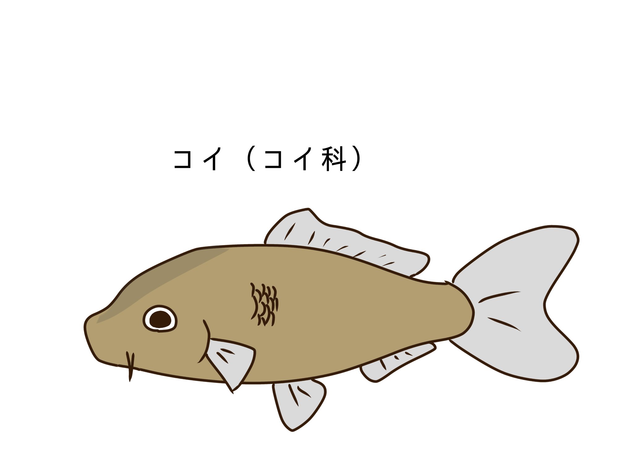 森野湖畔 Al Twitter コイ 日本淡水魚 ゆるいイラスト T Co Qfhnl2lycj Twitter