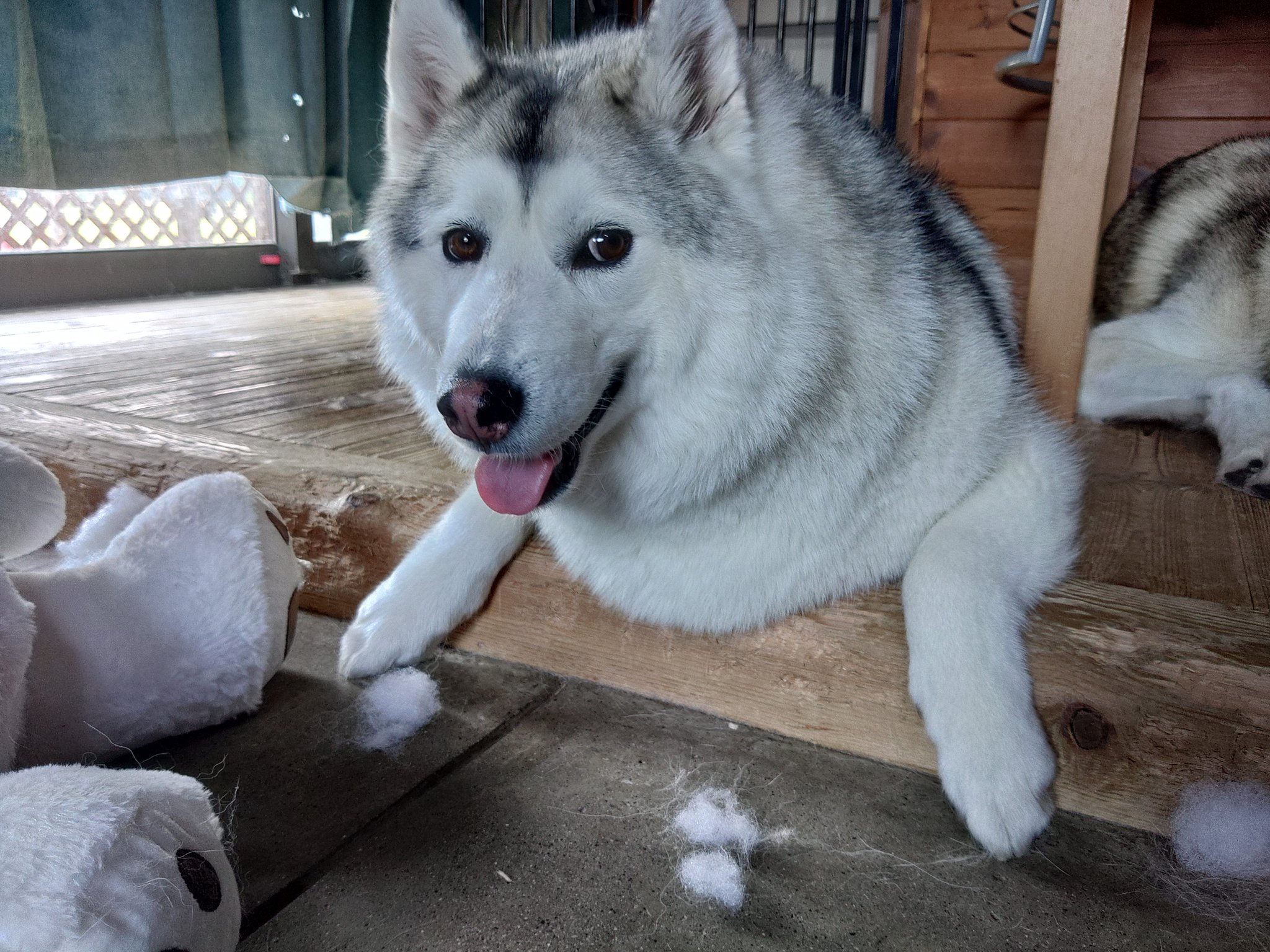 ふぁるぱん 熊殺しのおおかみズ 狼犬 オオカミ犬 ウルフドッグ ハスキー シベリアンハスキー T Co My8eliv5w2 Twitter ふぁるぱん 熊殺しのおおかみズ 狼犬 オオカミ犬 ウルフドッグ ハスキー シベリアンハスキー T Co My8eliv5w2 Twitter