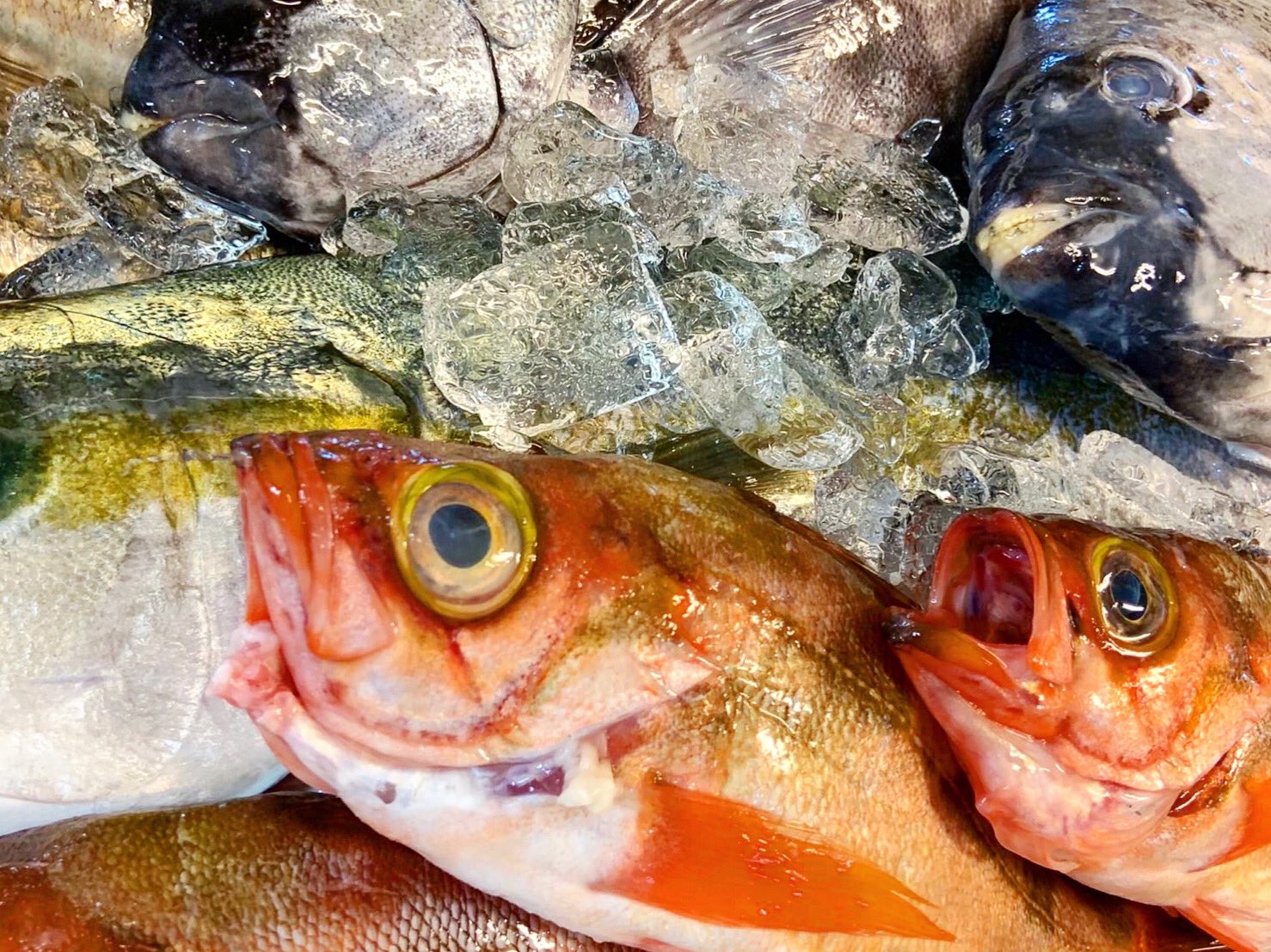 تويتر 公式 さかなや魚平守谷店 على تويتر おはようございます 富山県直送ウスメバル ヒラマサ イシダイ到着しました 本日も鮮魚仕入れて美味しいネタをたくさんご用意しております ご来店お待ちしております さかなや魚平守谷店 魚平 守谷グルメ تويتر 公式 さかなや魚平守谷店 على تويتر おはようございます 富山県直送ウスメバル ヒラマサ イシダイ到着しました 本日も鮮魚仕入れて美味しいネタをたくさんご用意しております ご来店お待ちしております さかなや魚平守谷店 魚平 守谷グルメ