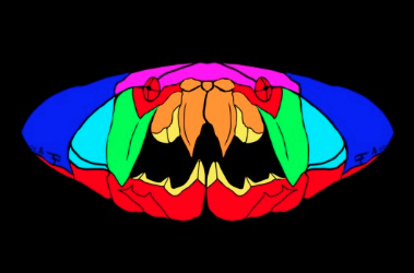 cubelight's tweet photo. Stay safe at #PrideMonth this year with a new Ultra Premium Dunkleosteous mask by @notdeadorgone!

https://t.co/wtI9J9rUF8 https://t.co/PNbzV2Owzx