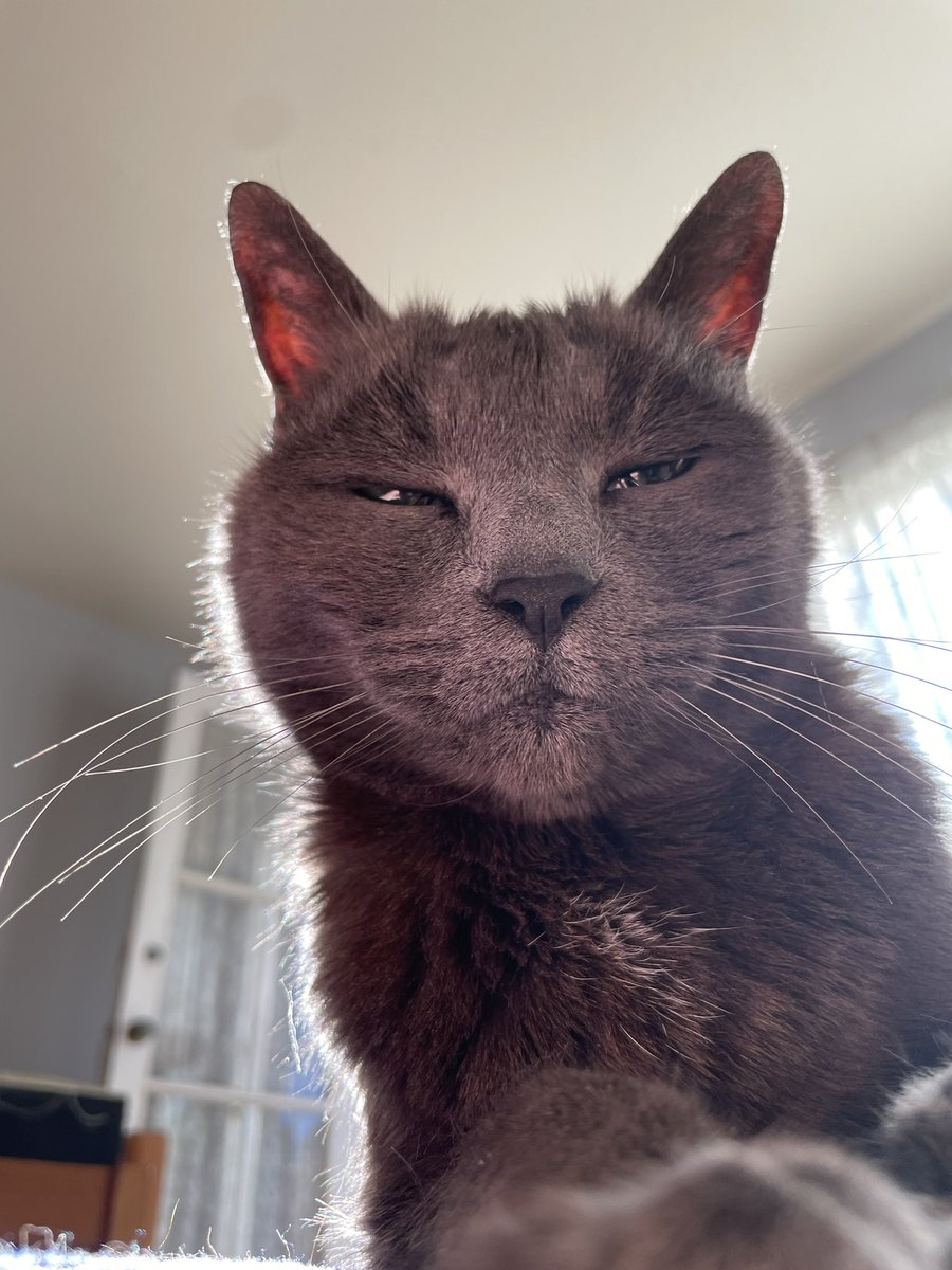 eakinsey's tweet photo. In other news I love my cat and my cat loves sunshine #ItchyGram #TheGrayGatos #SunshineKitty https://t.co/aRIBi6NsK9