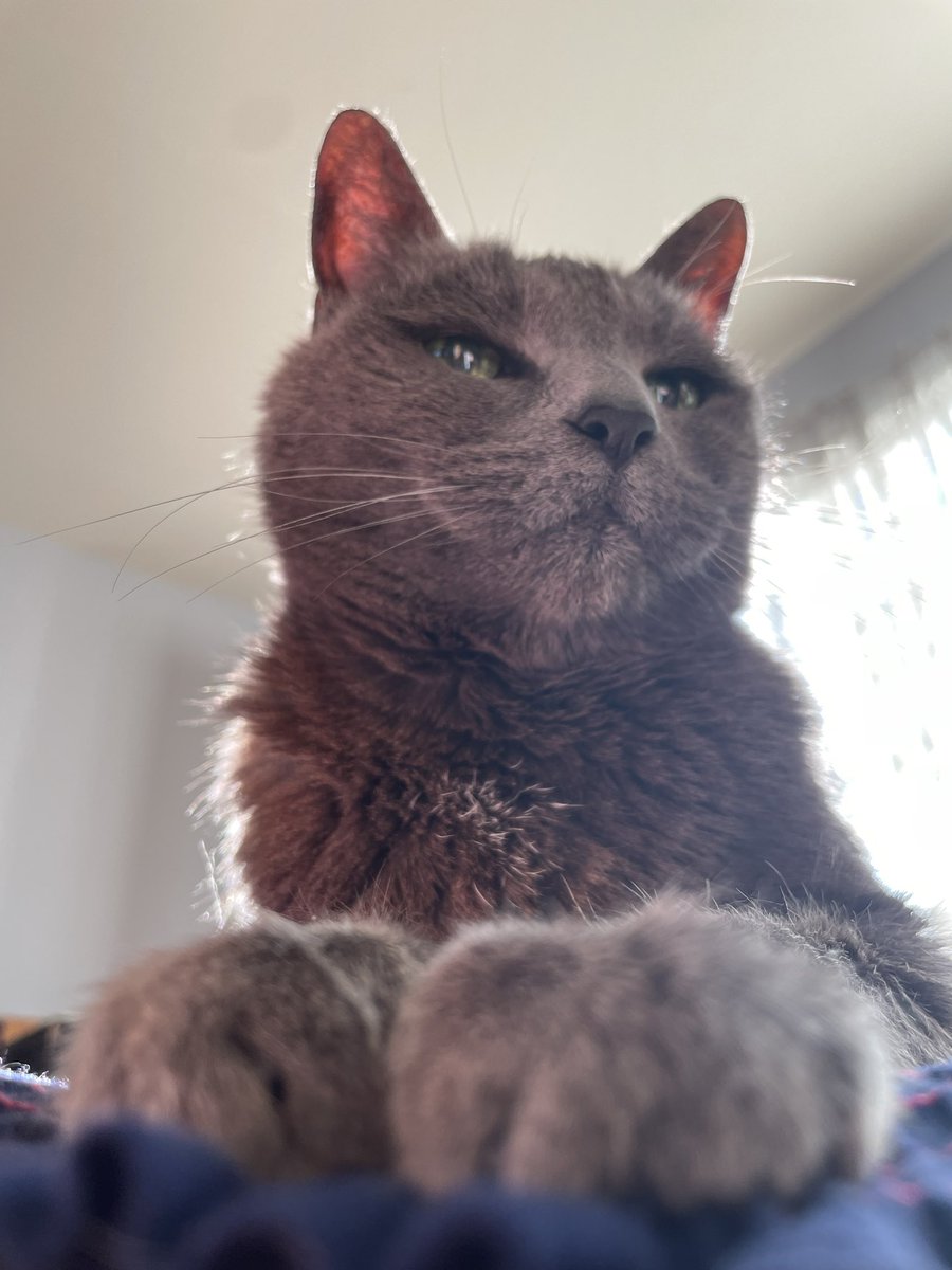 eakinsey's tweet photo. In other news I love my cat and my cat loves sunshine #ItchyGram #TheGrayGatos #SunshineKitty https://t.co/aRIBi6NsK9