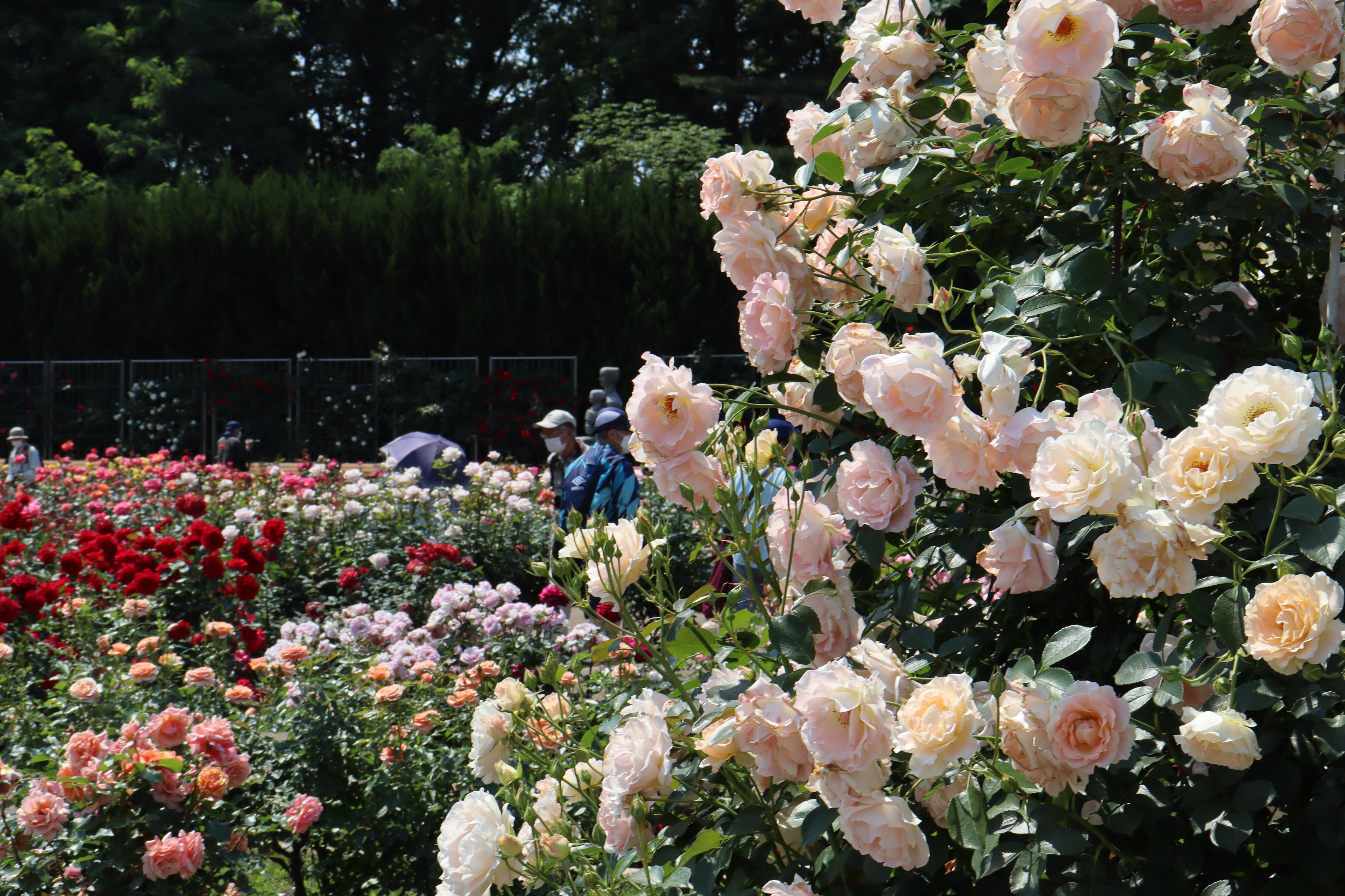神代植物公園 ニュース 見頃のばら園よりバラのピックアップです フェンス仕立てのつるバラ バタースコッチ 渋い黄色のような独特の花色が人気の品種 大温室側花壇中央アート横の ロココ 透明感のある澄んだ杏色が魅力的です 広報係 Roseraie