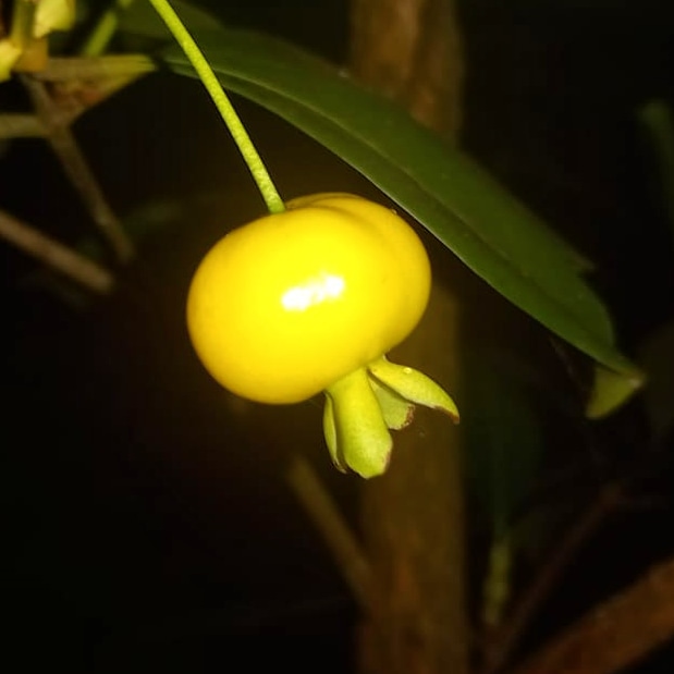 Hoy la Hacienda está pletórica, nuestra Grumichama (Eugenia brasiliensis) nos ha regalado su primer fruto. Con delicada belleza, brillante color amarillo y una suave piel, se suma al largo listado de especies que están en producción. Plenamente agradecidos.

#ODS #organicfarming