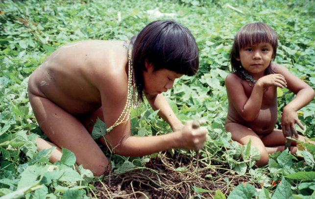 Venezuela ha propuesto, como medida de adaptación frente a la crisis climática, el manejo de la agrobiodiversidad en los conucos y la valoración del conocimiento indígena para la restauración ecológica del bosque. 

¿Quieres saber más al respecto? Ve: bit.ly/3Lsh7Fi.