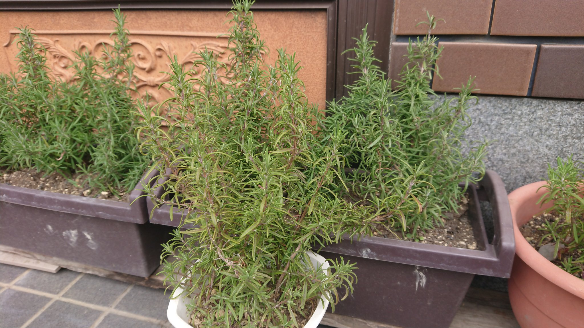 わんわんの一日 W 昨日も今日も良い天気 緑があると涼しく見える みんなの前には蚊除けハーブのローズ ゼラニウムとローズマリー剪定した枝で増やしました ミニチュアダックス 蚊除けハーブ ローズゼラニウム T Co Xtfmmrvqcn