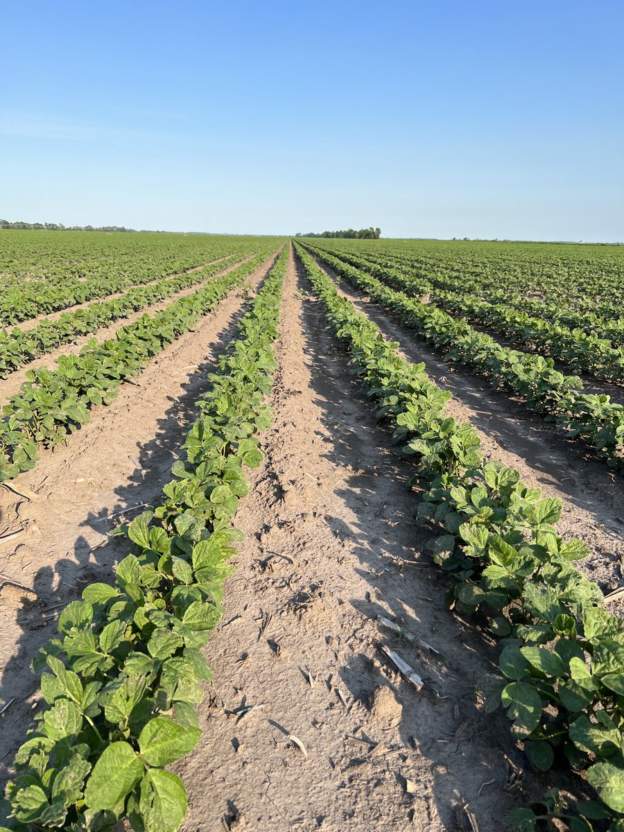 Todd Boyd tweet media