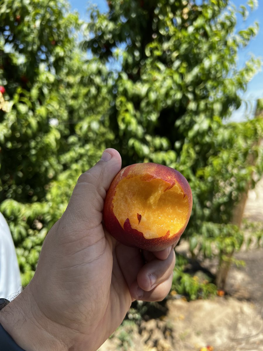 Great day with <a href="/IntFreshProduce/">International Fresh Produce Association</a> representatives out at <a href="/HMCFarms/">HMC Farms</a>! #EatFreshFruit #CalFreshFruit #WeGrowYouEat