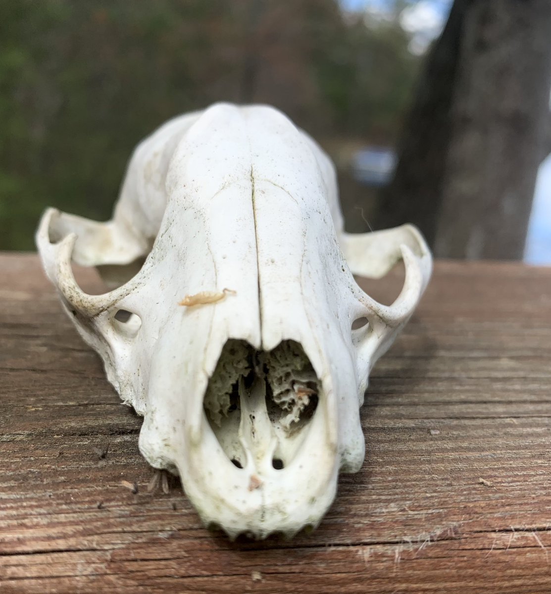 The shapes of nature - as found and brought back from who-knows-where by my dog.