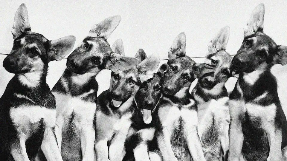 poor_puppy's tweet photo. Humans Can't Quit a Basic Myth About Dog Breeds https://t.co/zlbndKLj9X https://t.co/st27Yhl01K