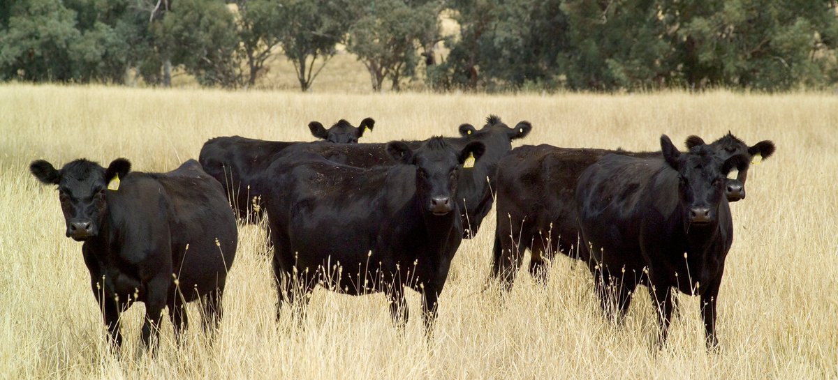 Upcoming workshops: Better Heifers, Better Breeders, Better Join  

Tamworth – Thu 2 June, 9.30am – 3pm  
Moree – Fri 2 June, 9.30am – 3pm  

Hear how to improve your cattle breeding management.

BOOK TICKETS:  
Tamworth: trybooking.com/BZOND  
Moree: trybooking.com/BZONN