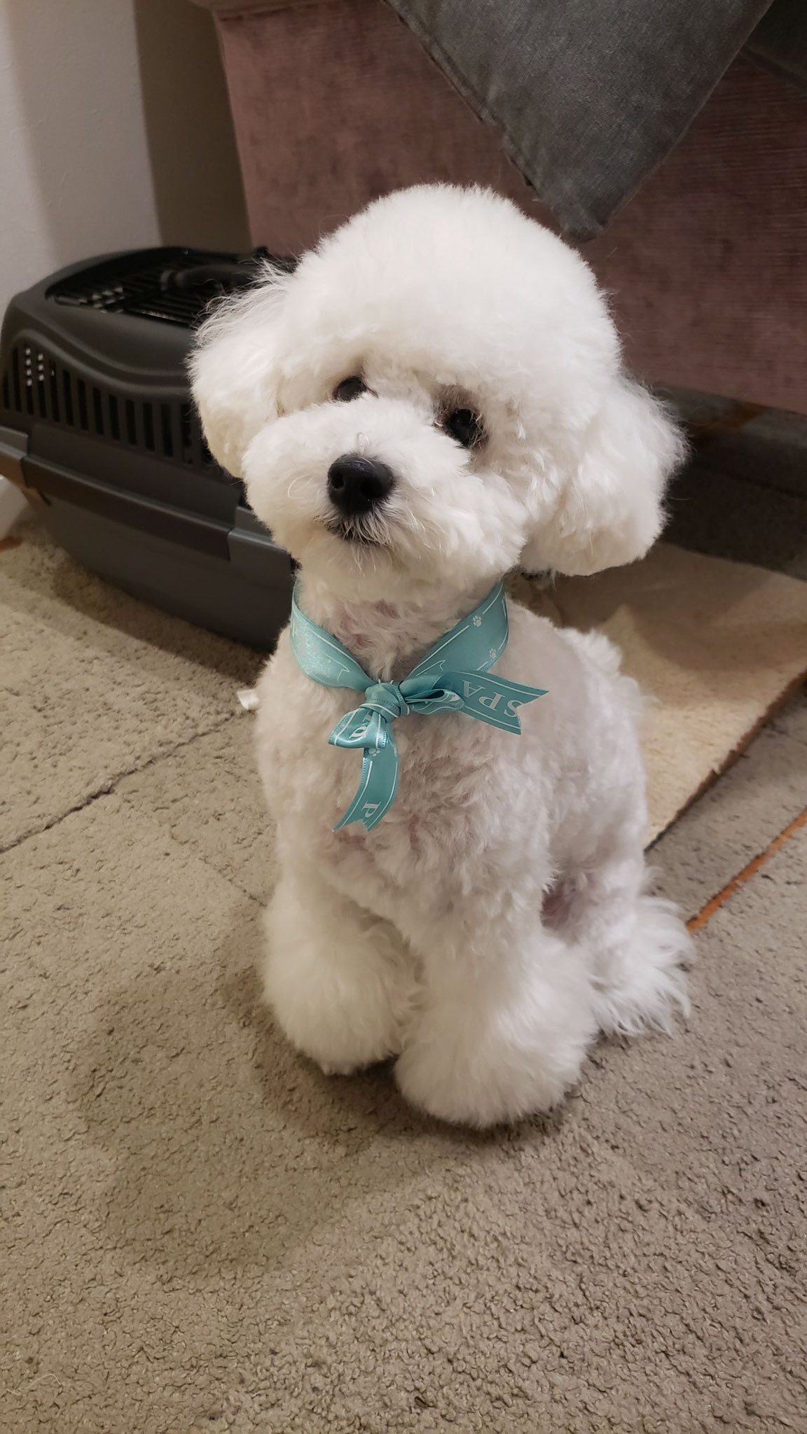 ティファニー トイプードル ビションフリーゼからトイプードルに昇格しました 可愛い トイプードル T Co Kxk2themdp Twitter