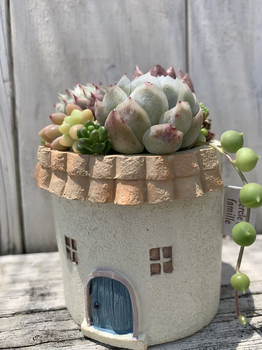 多肉植物寄せ植え♡♡仲良し小鳥さんみんなでお出かけ❤ 寄せ植えワークショップ