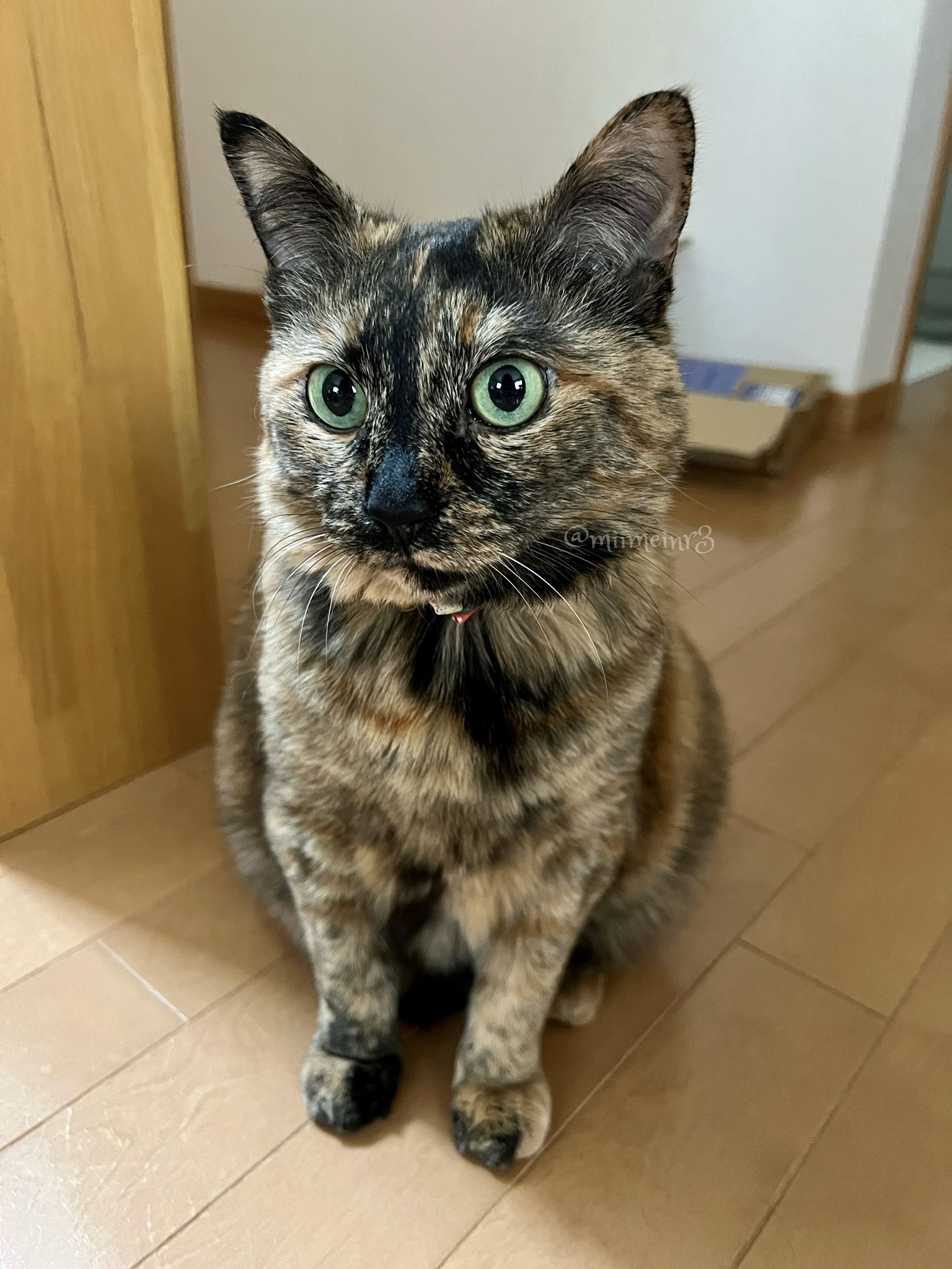 تويتر みぃメイ على تويتر 今日も可愛い2人 サビ猫 サビ猫はいいぞ 柴犬 T Co 7sbiu5rmxe