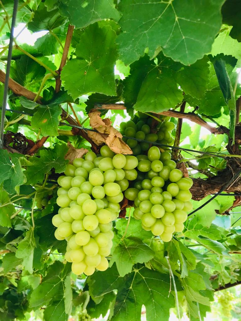 AgrResearchOman's tweet photo. بداية نضج ثمار محصول العنب في مزرعة البحوث الزراعية بصحار ضمن دراسات تقييم إنتاجية  ١٨ صنف من أصناف العنب المحلية والمستوردة تحت ظروف محافظة شمال الباطنة.
@MAFWR_OM https://t.co/ZJpIiWDrc9