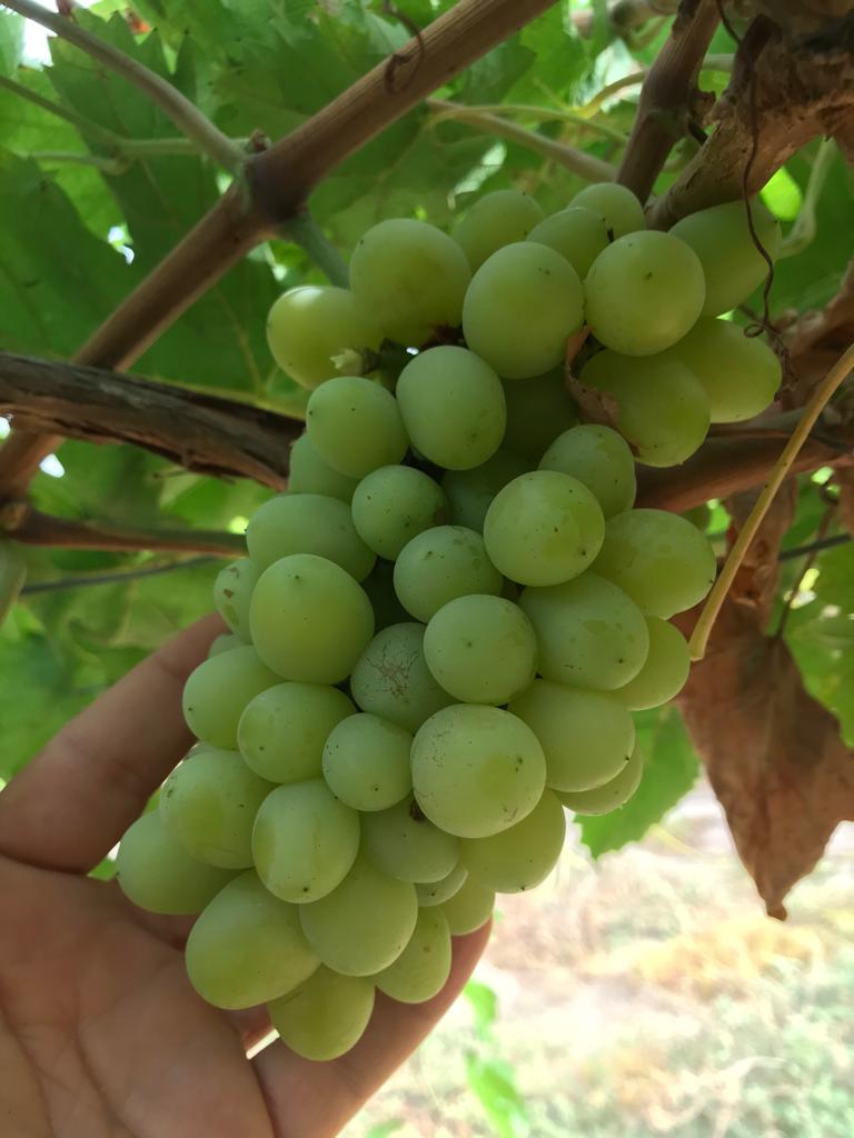 AgrResearchOman's tweet photo. بداية نضج ثمار محصول العنب في مزرعة البحوث الزراعية بصحار ضمن دراسات تقييم إنتاجية  ١٨ صنف من أصناف العنب المحلية والمستوردة تحت ظروف محافظة شمال الباطنة.
@MAFWR_OM https://t.co/ZJpIiWDrc9