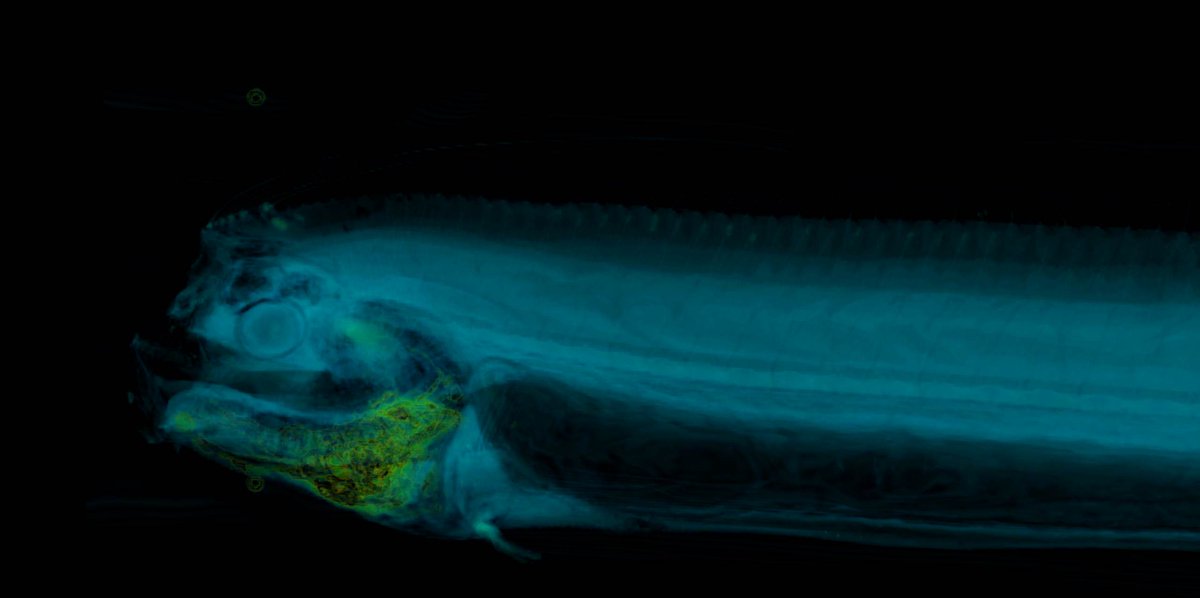 何が写るの リュウグウノツカイをctスキャンで撮影する光景がシュールだった 緊張した顔してる Togetter