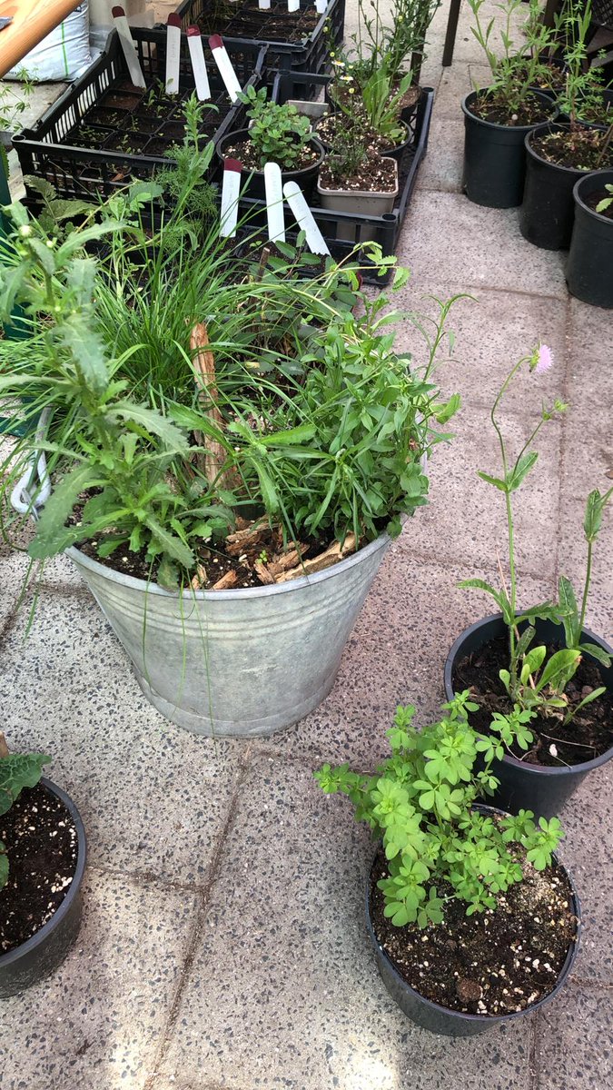 Wil jij ook #vlinders op je balkon? Op de natuurmarkt a.s. zaterdagochtend 21mei Diepenbrocklaan in #Leiden #Zuidwest vertelt Mot in Mokum je er alles over. Kom de bakken bewonderen en wie weet wordt 1 van deze bakken van jou #natuuromdehoek #natuurindestad #biodiversiteit