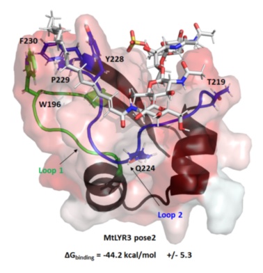 [#Publication] New article from @LIPME_EFIS team 'An integrated approach reveals how lipo‐chitooligosaccharides interact with the lysin motif receptor‐like kinase MtLYR3' @ProteinSciences
▶️Y Bouchiba,@LudoCottret,V Gasciolli,@CL_Gough,B Lefebvre,JJ Bono
🔗dx.doi.org/10.1002/pro.43…