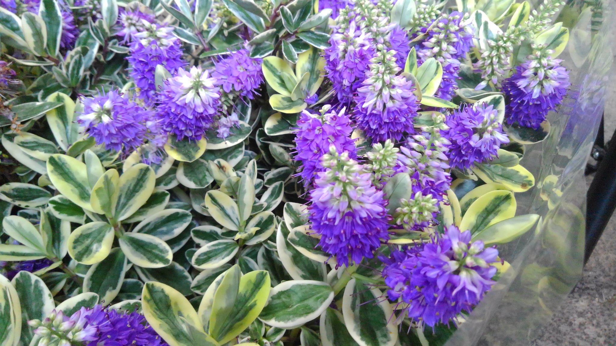 赤尾杉生花店 Kaleido Flowers Twitter