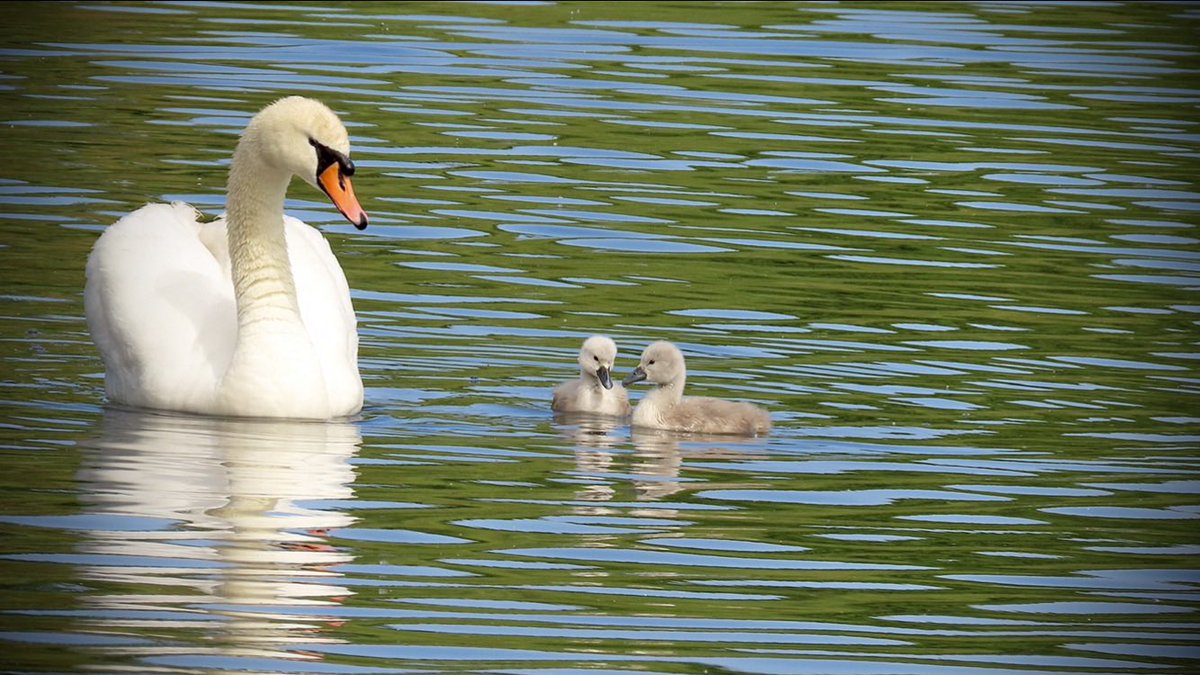 A polite reminder to @LBofBexley park users: Please keep dogs out of the water, for their dog’s safety as well as the wildlife. Really don’t want to hear of anymore stories of swans being injured or dogs being drowned by swans protecting their young😪 thank you🙏🏻@DavidEvennettMP
