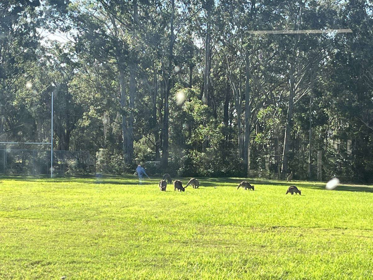 Dirty windows and we still see you from our classroom. Cheeky ‘Roos!