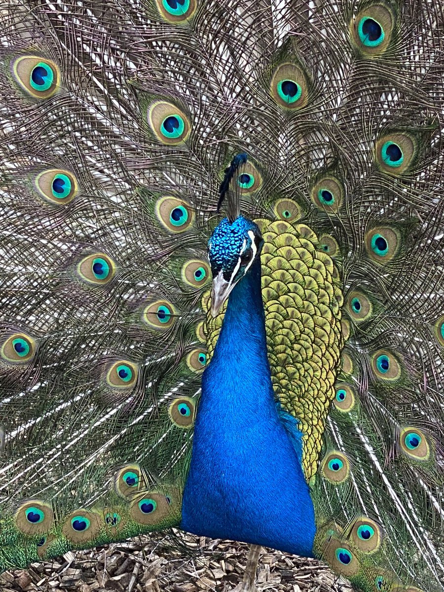 cspencer1508's tweet photo. Tim the Peacock. Never knowingly underdressed. #animalsofalthorp https://t.co/kcevQxt0Az