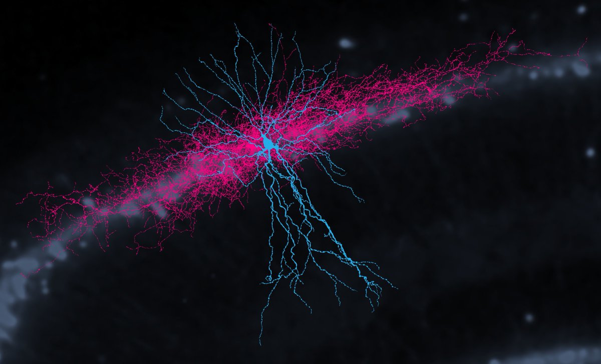rco_slms_ucl's tweet photo. 📢 Just over 1 month to go until the UCL Neuroscience Symposium 

Speakers include: @smfleming @SonjaBHofer @SKochLab @Nick_Lesica @KathaSchmack, Prof Sanjay Sisodiya, Prof Manju Kurian &amp; Prof Mina Ryten.
 
📆 22 June 2022, 9am-6pm
ℹ️ https://t.co/C0ZYdU6pcm

#UCLNeuroDomain https://t.co/oMIAioqhTv