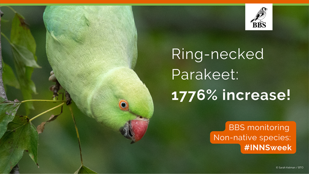 This week is Invasive Non-native Species (INNS) week. The Breeding Bird Survey helps to track the population changes of several species, including Ring-necked Parakeet. This species has increased in the UK by 1,776% (1995–2018)!
 
See more at bit.ly/BirdTrends_RI
#INNSweek