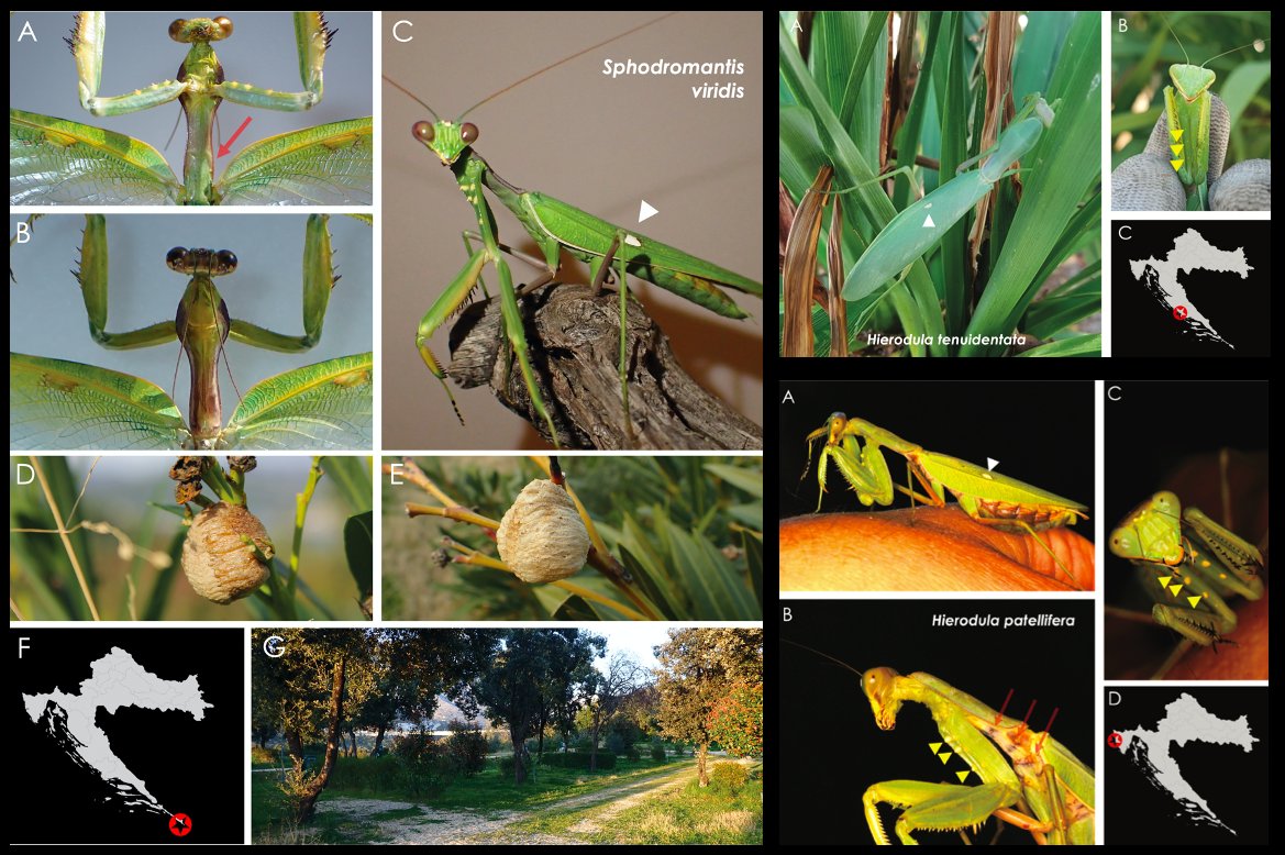 Ske_Jo's tweet photo. Tropical alien mantid species spreading around: #Sphodromantis viridis, #Hierodula patellifera, and H. tenuidentata were found in #Croatia in 2020 & 2021, raising the #Mantodea species known in the country from 6 to 9! Published with @OrthopteraR https://t.co/Vs9MeHrWNL https://t.co/fjvQkAGflw