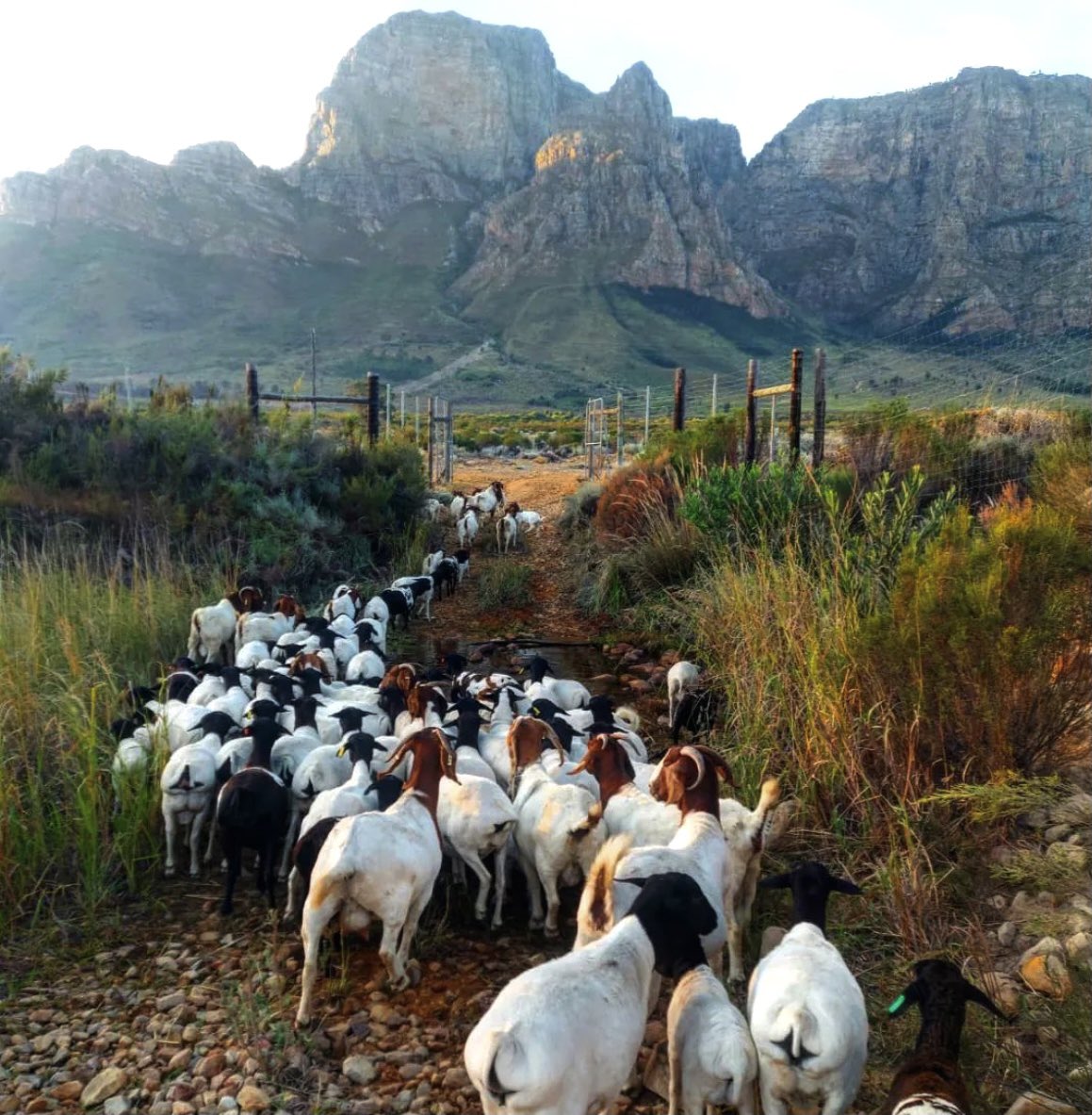 While taking care of the earth, we get a little help from our four-footed friends. Our goats roam the mountains and help us with alien clearing by grazing in between the fynbos, protecting our indigenous plants, creating space and restoring water flow.