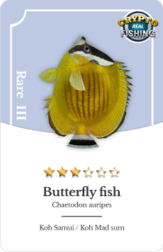 Rianne_Crypto's tweet photo. My new added #NFT fish in my #NFTcollections  - Rare III Butterfly Fish! 😍 Isn't it a beauty!💛
I'm hoping to get more especially the Legendary fish!

Who else is playing this #NFTGame &amp; #P2Egame, METAQ's  CRYPTO FISHING? 
Let's PLAY! ➡️ https://t.co/rr1xCKfOnd https://t.co/kZMrDacYSP